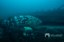 Dispositivo ARMS instalado a 26 m de profundidade na balsa naufragada no litoral do Paraná para monitorar os ecossistemas de ocorrência de espécies ameaçadas como o mero (Epinephelus itajara).