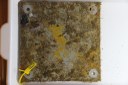 Exemplo de uma placa desmontada do ARMS, totalmente recoberta pela biota incrustante como esponjas, ascídias, hidrozoários, briozoários e algas.